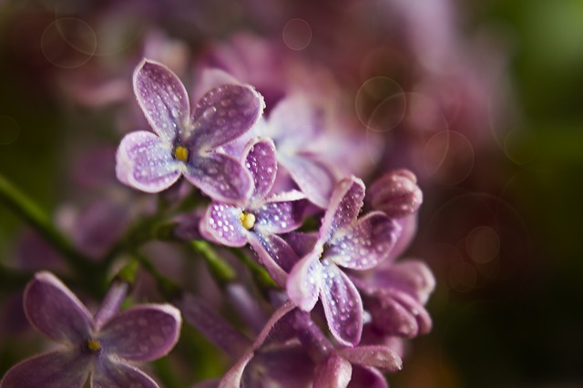 AMAZING GRACE: SPRING FLOWER, COLOUR IS PURPLE AND WHITE